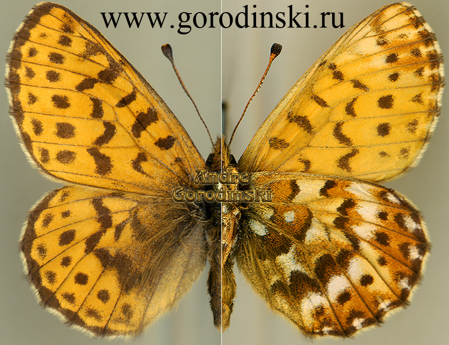 http://www.gorodinski.ru/nymphalidae/Clossiana erda puella.jpg